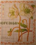лилия